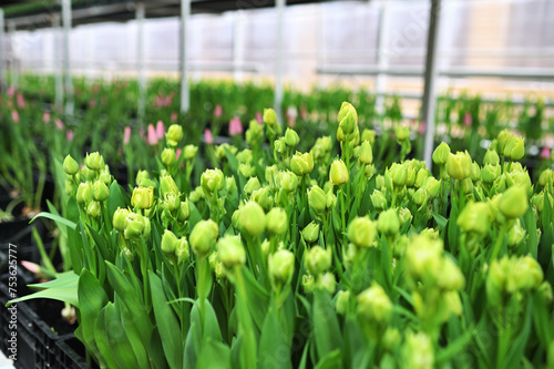 green and yellow peony-shaped tulips in a greenhouse against the background of agro-industrial equipment.