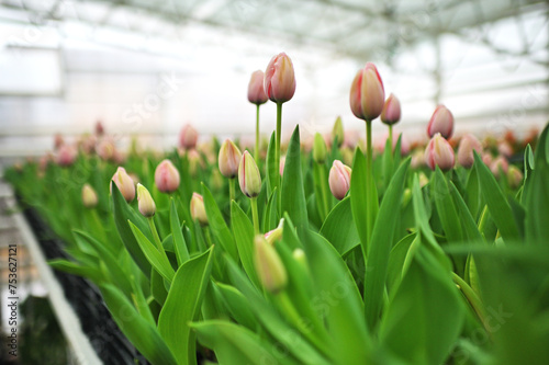 lot of pink tulips at the tulip festival or in the greenhouse close-up