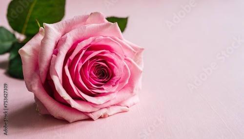 mother s day design concept background with pink rose flower on pink background