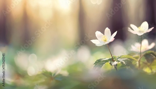 spring landscape banner panorama view of the anemone nemorosa in the spring forest in the rays of the sun horizontal background with copy space for text photo