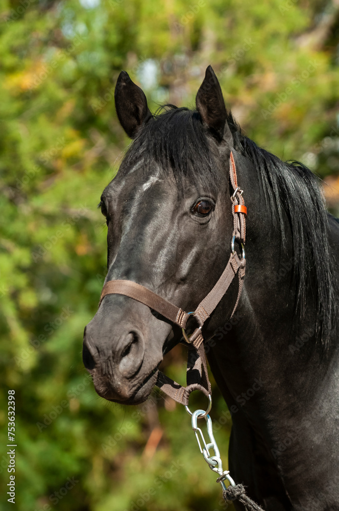 Obraz premium Black breeding horse, Portrait, La Pampa Province, Patagonia, Argentina.