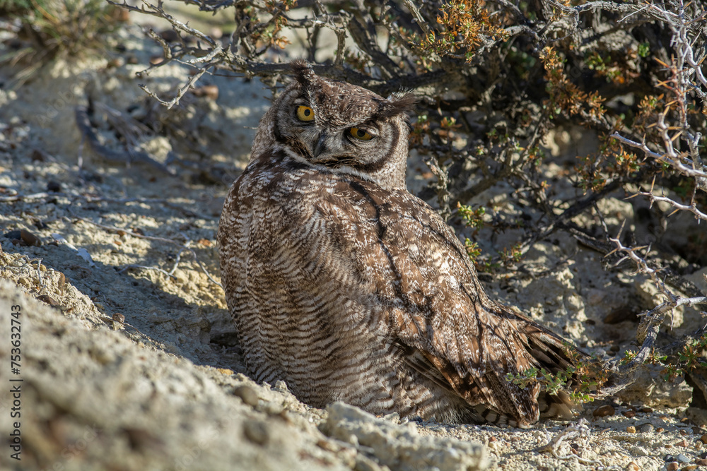 Great Horned Owl, Bubo virginianus nacurutu, Peninsula Valdes, Patagonia, Argentina. Great Horned Owl, Bubo virginianus nacurutu, Peninsula Valdes, Patagonia, Argentina.