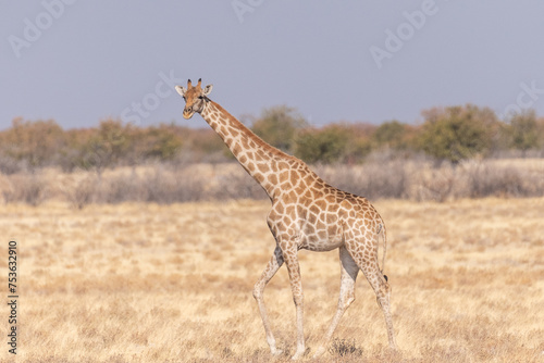 Angolan Giraffes -Giraffa giraffa angolensis- standing on the plains of Etosha national park  Namibia.