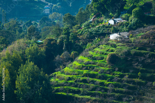 Lush tea crops lined in terraces on a slope surrounded by trees under bright sunlight in Kodaikanal, Tamil Nadu.