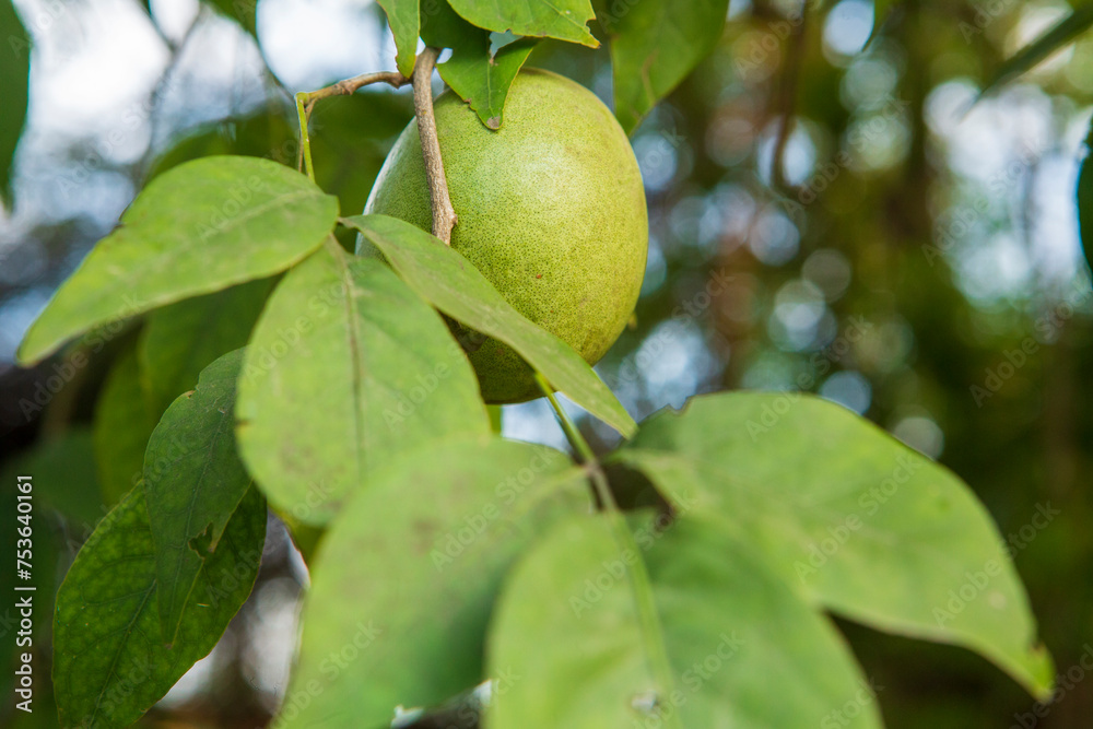 Wood-apple