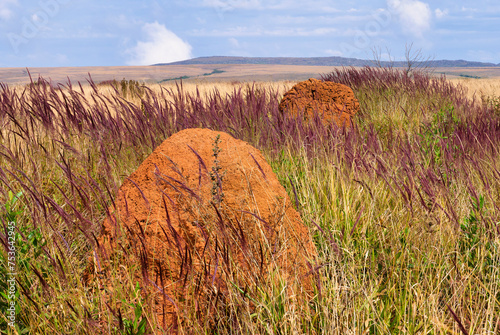 Serra da Canastra landscape with Melinis minutiflora herbs, Capin Melao, and termite mound, Minas Gerais, Brazil photo