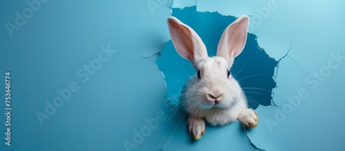 Happy easter background with bunny. rabbit with hole on blue background. a white rabbit looking out a hole