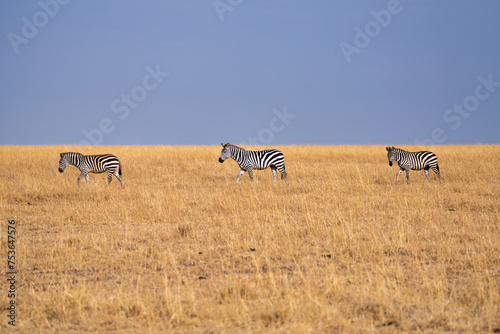 Zebras (Equus quagga) in the grasslands of the Maasai Mara, Kenya