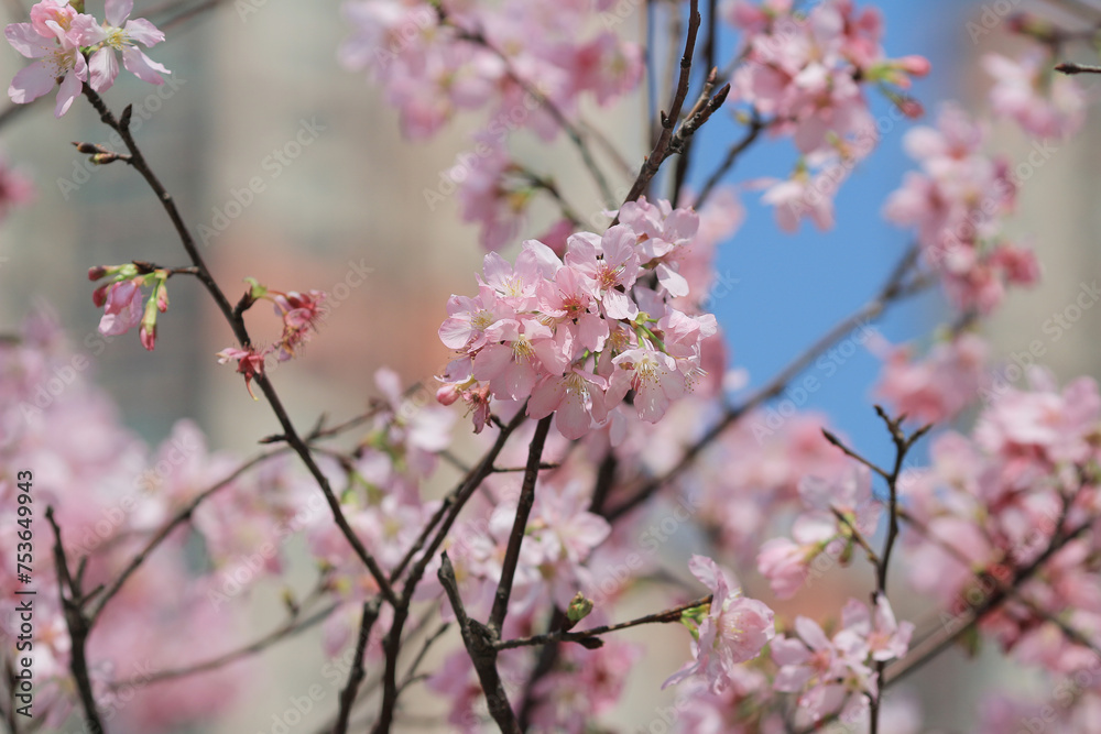 Blossoming cherry trees framing the nice blue sky Blossoming cherry trees framing the nice blue sky