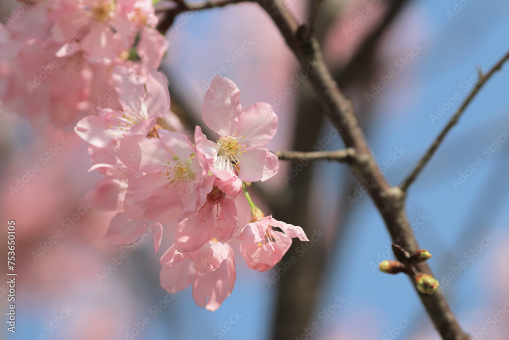 the spring flower concept, the nature Cherry blossom in hk the spring flower concept, the nature Cherry blossom in hk