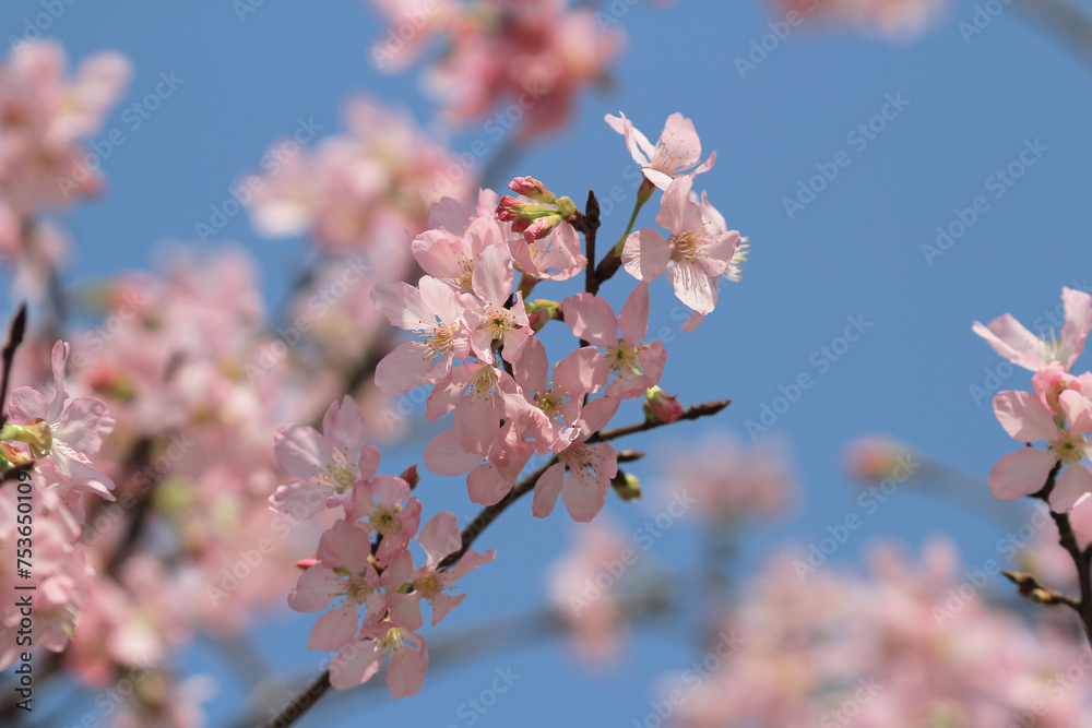 the spring flower concept, the nature Cherry blossom in hk the spring flower concept, the nature Cherry blossom in hk