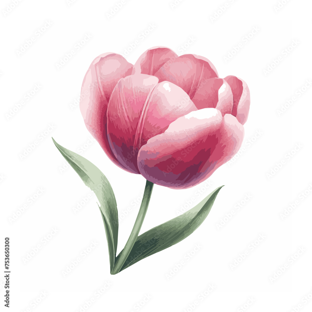 Fototapeta premium watercolor of tulip isolated on white background