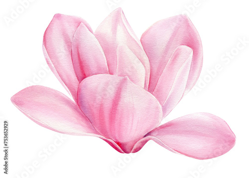 Magnolia flower Watercolor illustration. Pink magnolia. Floral element for design.Hand drawing Botanical painting