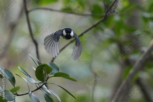 daurian redstart in a forest © Matthewadobe