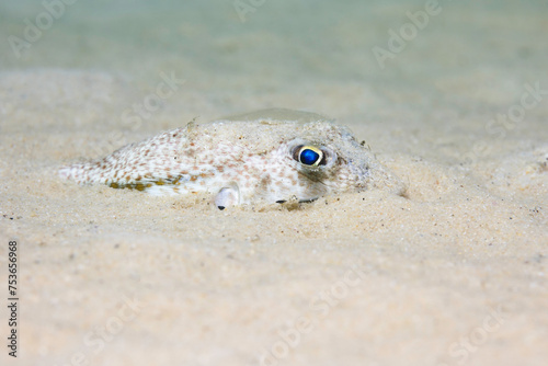 An Evileye pufferfish (Amblyrhynchotes honckenii) hiding in the sand on the ocean floor photo