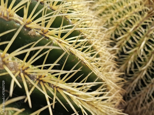 Cacti from Lanzarote flourish in its arid climate  showcasing diverse shapes and sizes. Against the volcanic terrain  their striking silhouettes add a unique charm to the landscape.