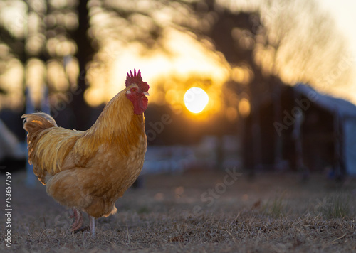 Yellow and orange free ranging chicken rooster on an organic farm near Raeford, North Carolina, at dawn with the sun rising behind. photo