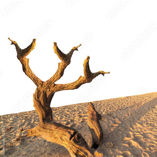 tree in the desert transparent background © mehedi