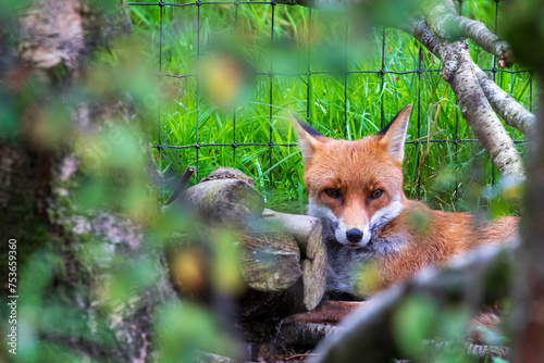 Fox through trees