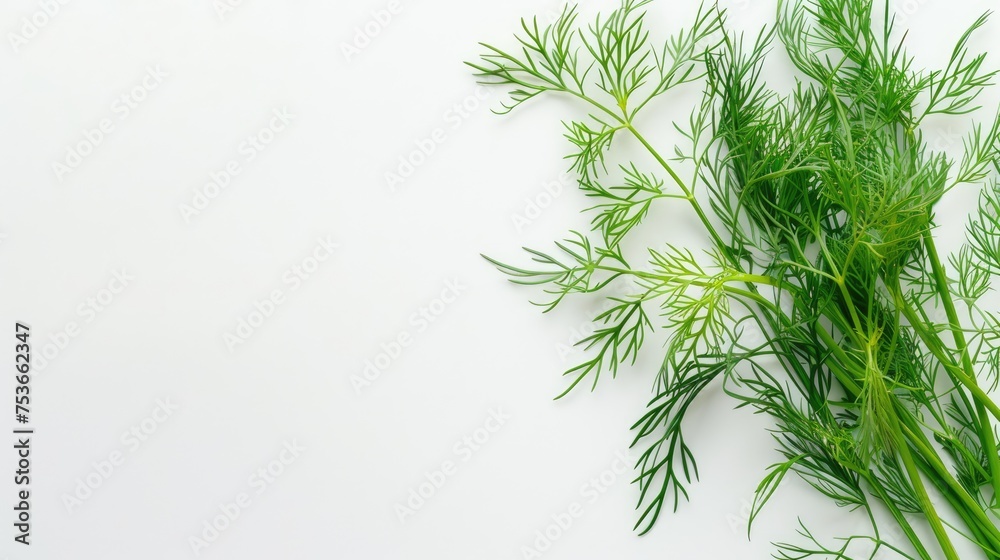 Dill herb presentation on white clean background