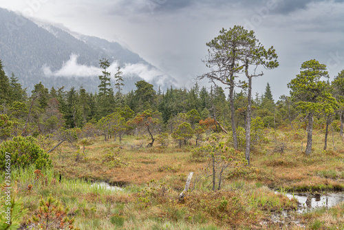 The Petersburg muskeg (Peat Bog) with clouds skirting the mountains behind, Alaska, USA