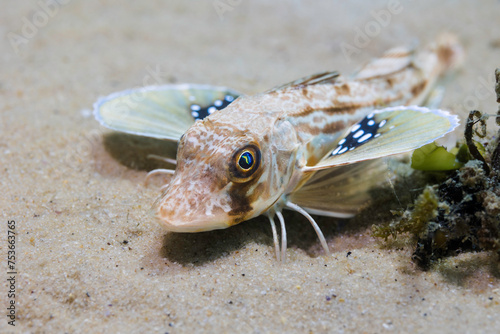 A Bluefin gurnard (Chelidonichthys kumu) seabream fish on the ocean floor with its pectoral fins open
