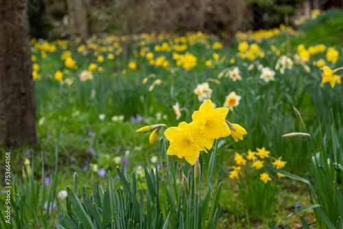 Fototapeta Naklejka Na Ścianę i Meble -  Yellow Daffodil in Spring in a garden