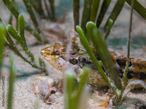 Small super klipfish hiding on the sand in the sea grass