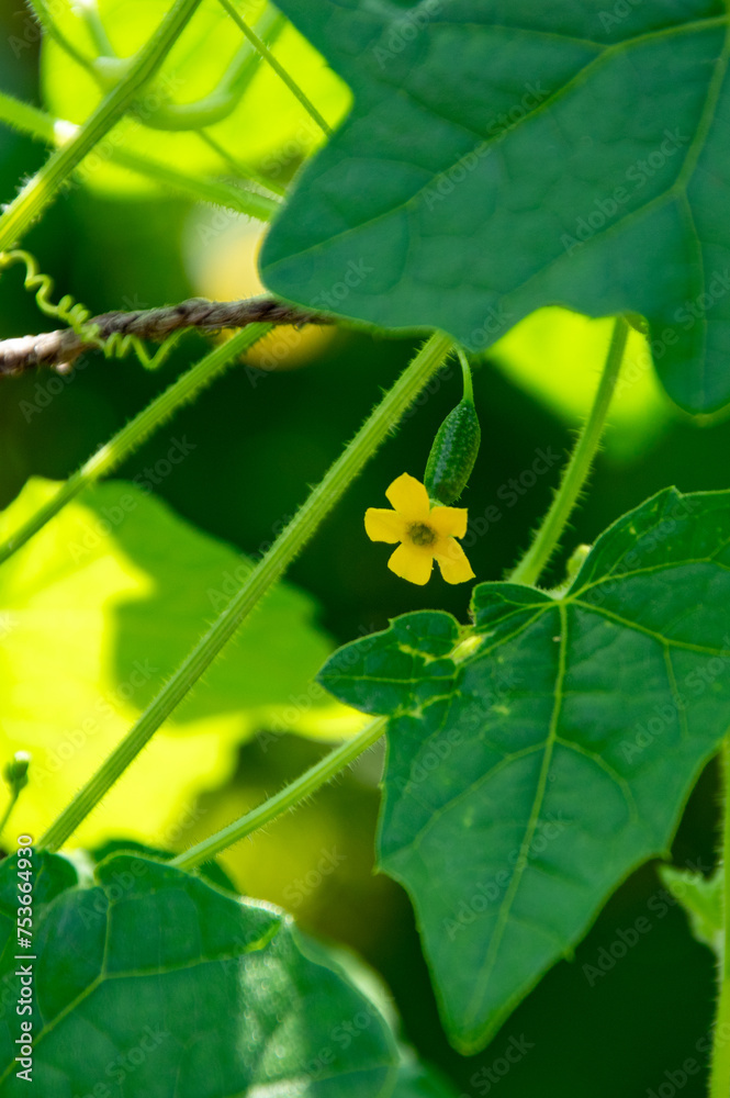 Fleur de concombre de mélothrie