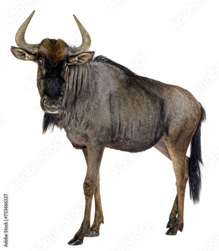 Cuadro en lienzo Blue Wildebeest - Connochaetes taurinus