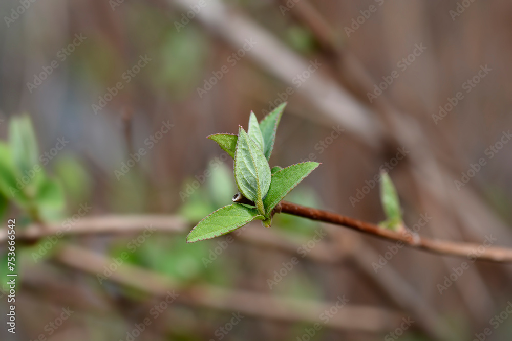 Fuzzy deutzia Flore Pleno branch with new leaves Fuzzy deutzia Flore Pleno branch with new leaves