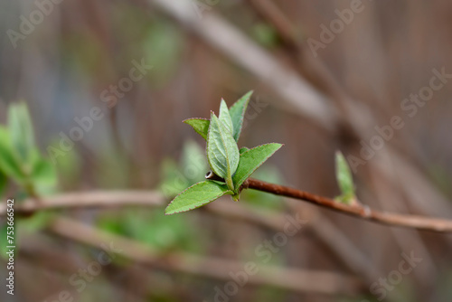 Fuzzy deutzia Flore Pleno branch with new leaves