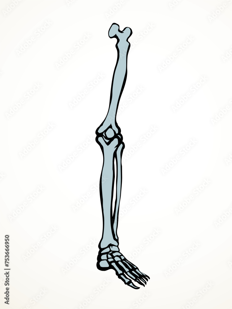 Vector drawing. Bones of the leg Vector drawing. Bones of the leg