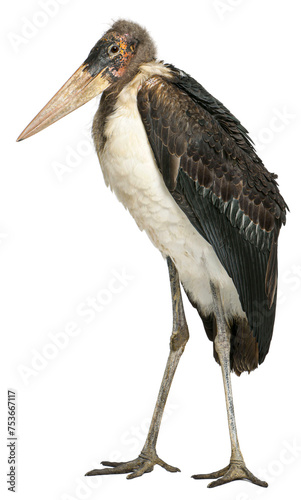 Marabou Stork, Leptoptilos crumeniferus, 1 year old, standing in photo