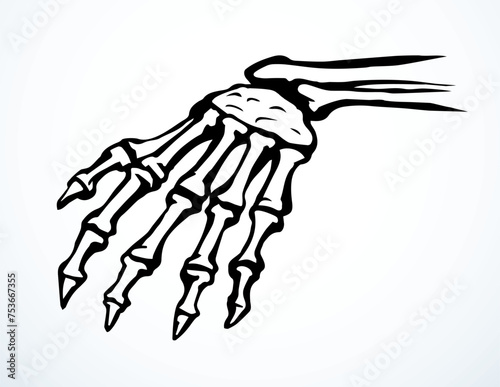 Vector drawing. Bones of the hand