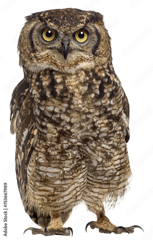Spotted eagle-owl - Bubo africanus (4 years old) in front of a w Spotted eagle-owl - Bubo africanus (4 years old) in front of a w