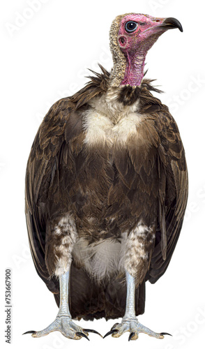 Hooded vulture - Necrosyrtes monachus (11 years old) in front of photo