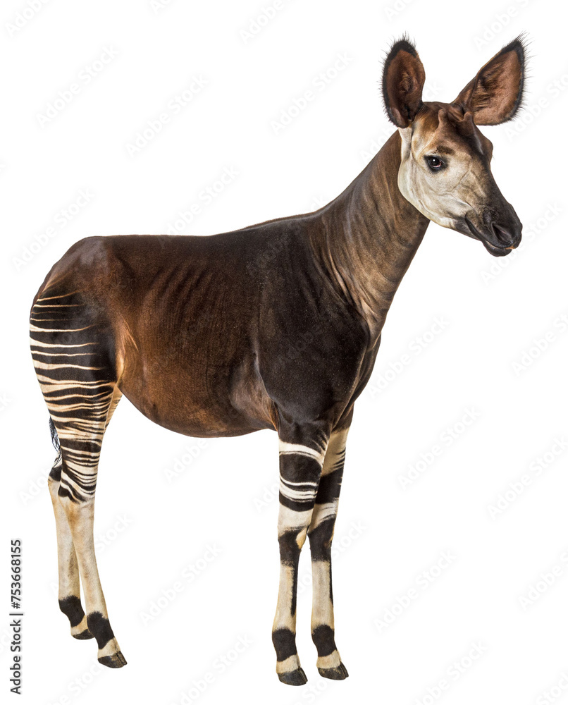 Okapi, Okapia johnstoni, isolated on white Okapi, Okapia johnstoni, isolated on white