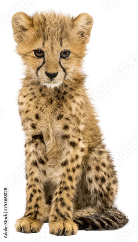 three months old cheetah cub sitting  isolated on white