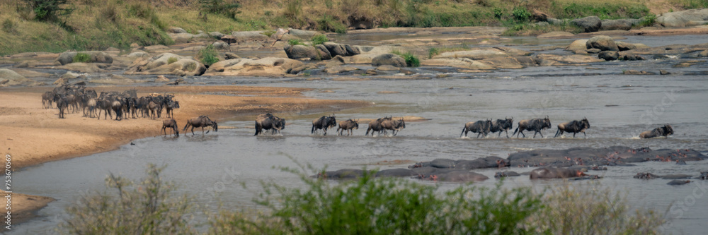 Panorama of blue wildebeest crossing shallow stream Panorama of blue wildebeest crossing shallow stream