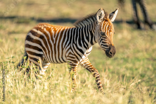 Plains zebra foal walks through long grass