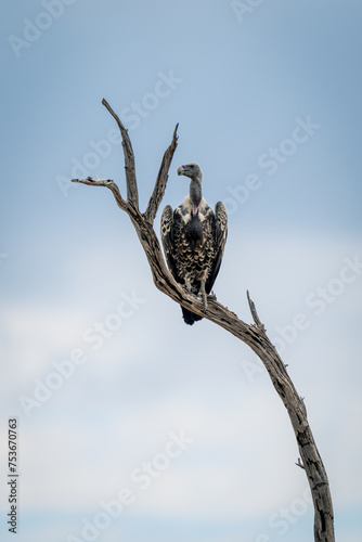 Ruppell vulture on dead branch turning head