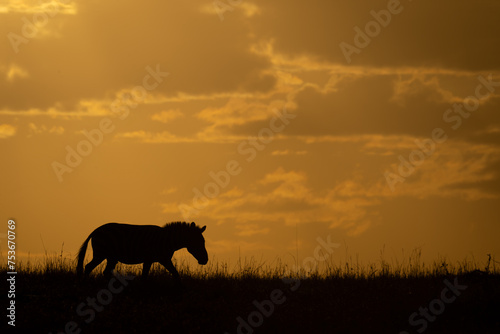 Plains zebra walks across horizon at sunrise