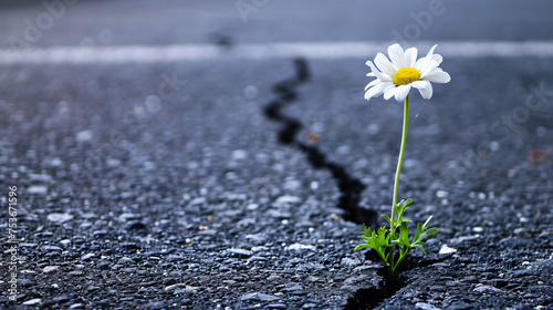 single daisy stands tall on cracked the asphalt in the city center concept of hope amidst adversity © Terim