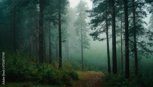 Foggy forest, misty landscape photo