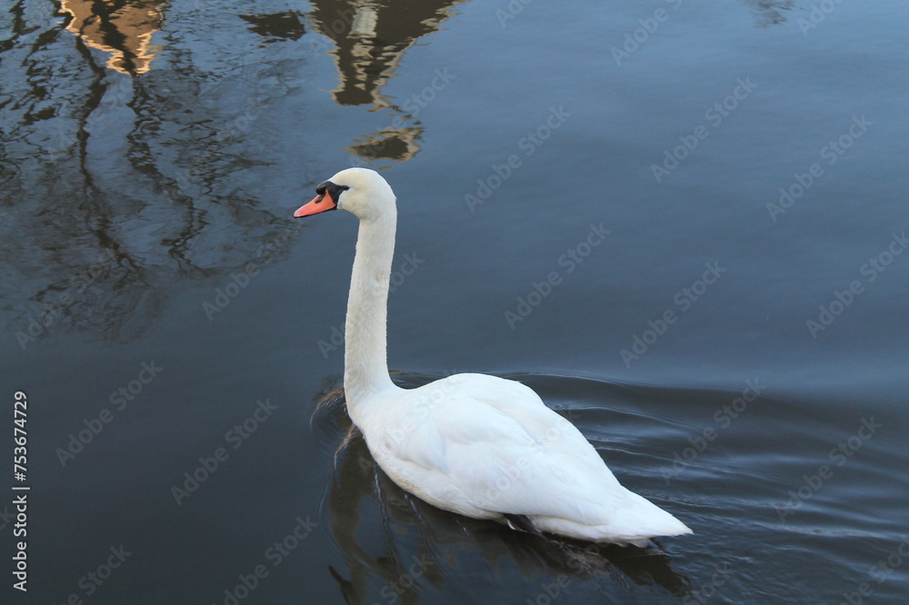 Fototapeta premium Cisne blanco