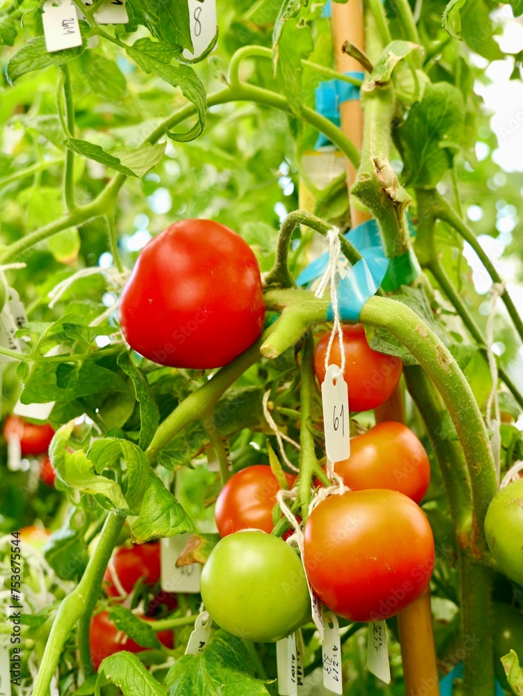 Transgenic tomatoes (Solanum lycopersicum), GMO, Genetically modified organism, CRISPR, clustered regularly interspaced short palindromic repeats