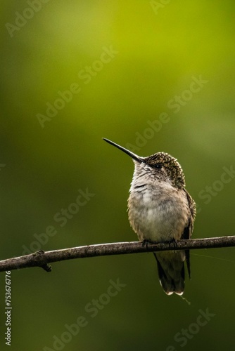 bird on a branch © Trang