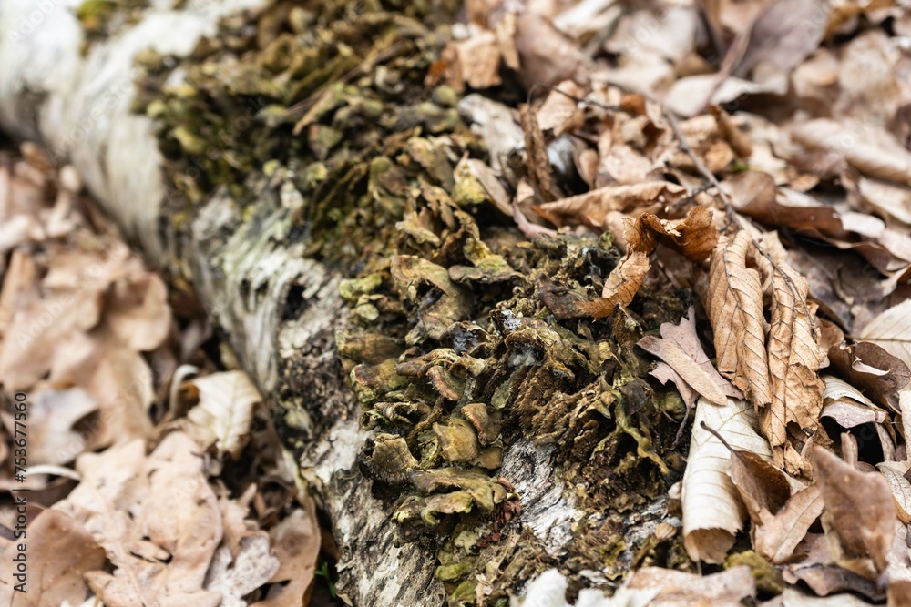 bark of a tree with moss bark of a tree with moss