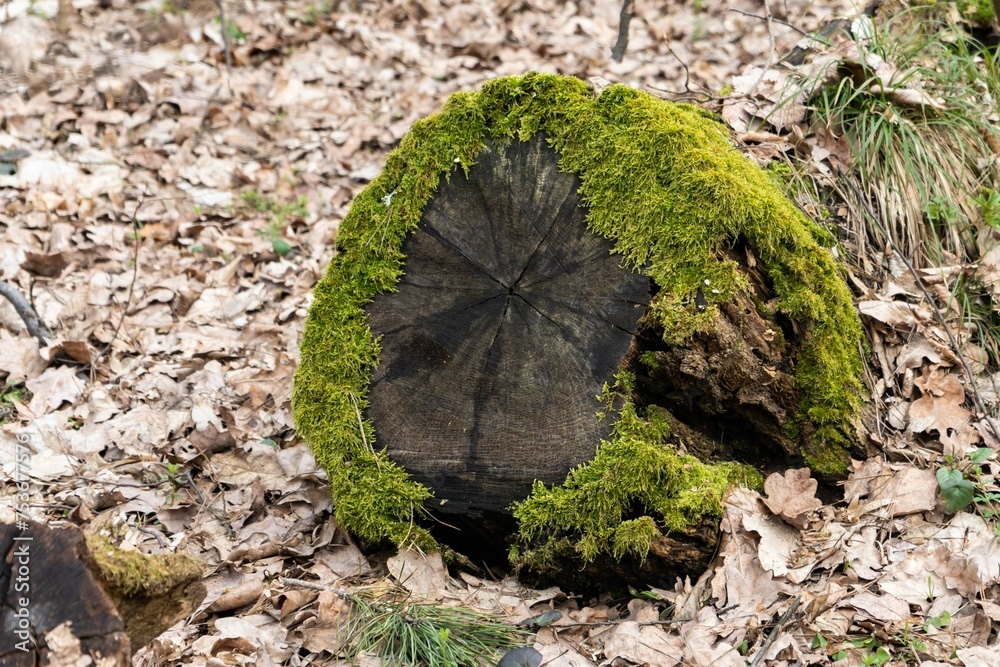 Fototapeta premium tree trunk with moss